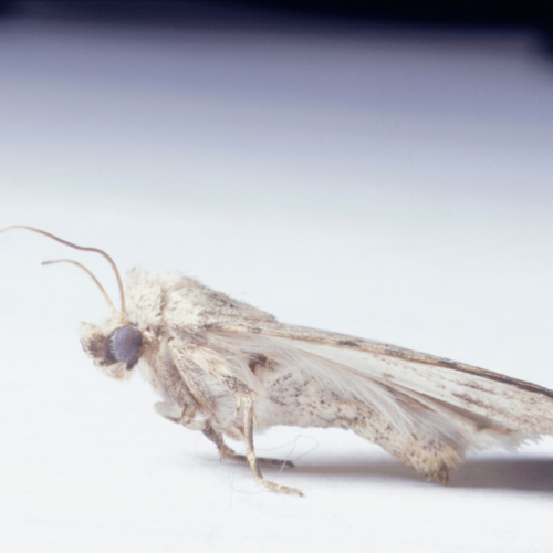 carpet Moth control islington