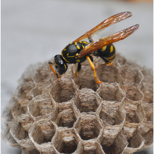 Wasp nest removal Islington
